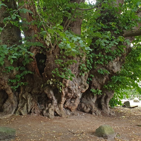 The huge lime tree in Heede - first German national heritage tree.