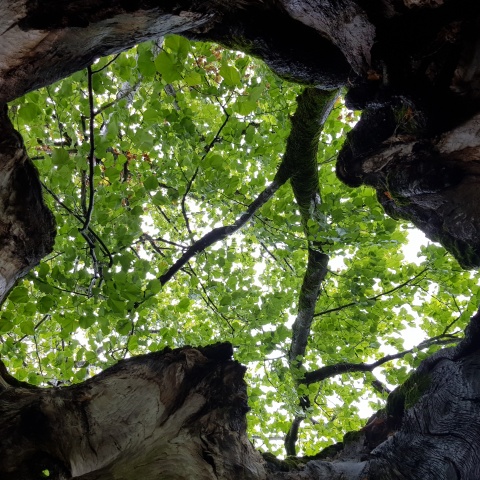 The tree is hollow inside and allows a view to the sky.