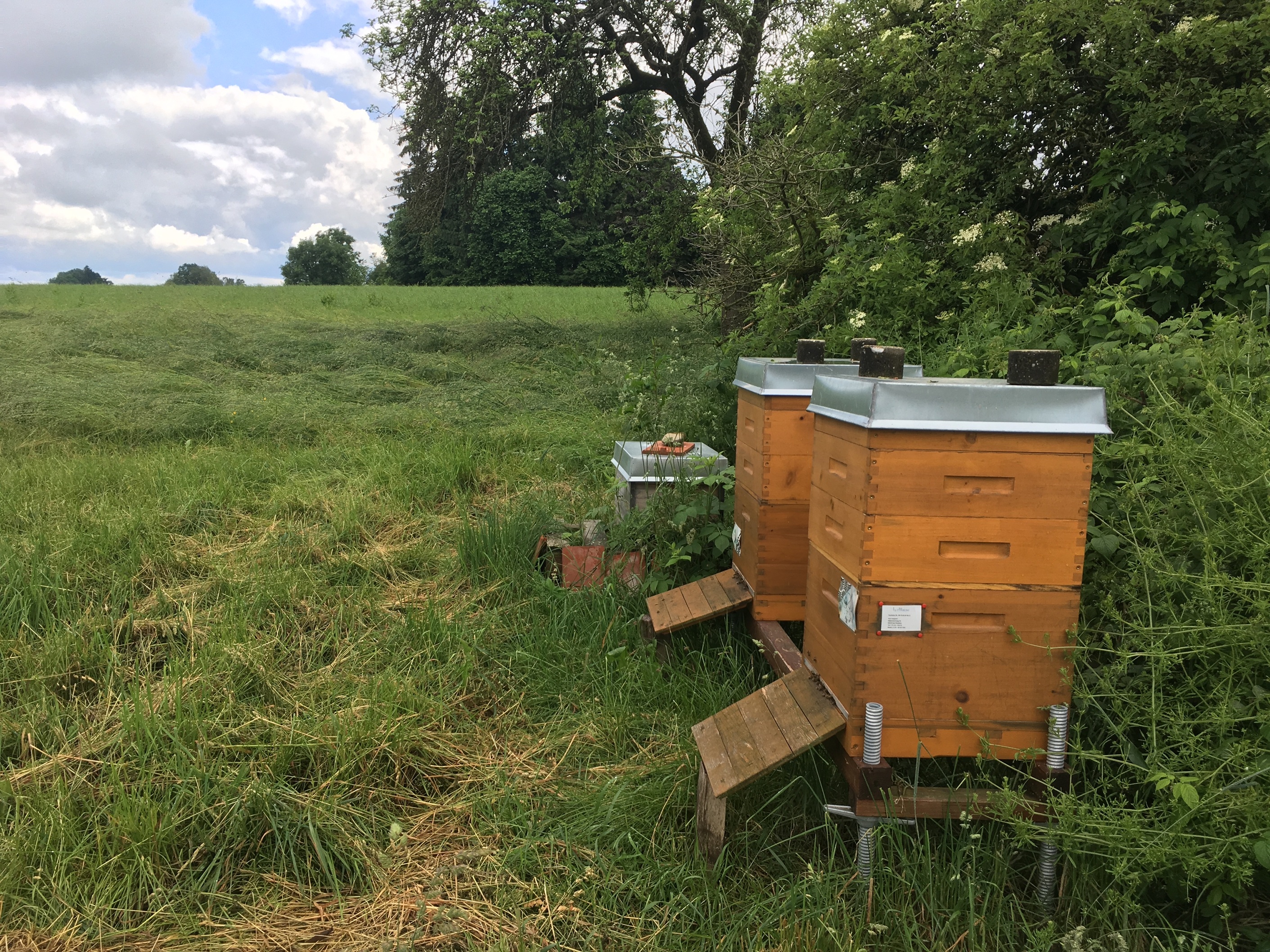 Bienenstöcke am Waldrand
