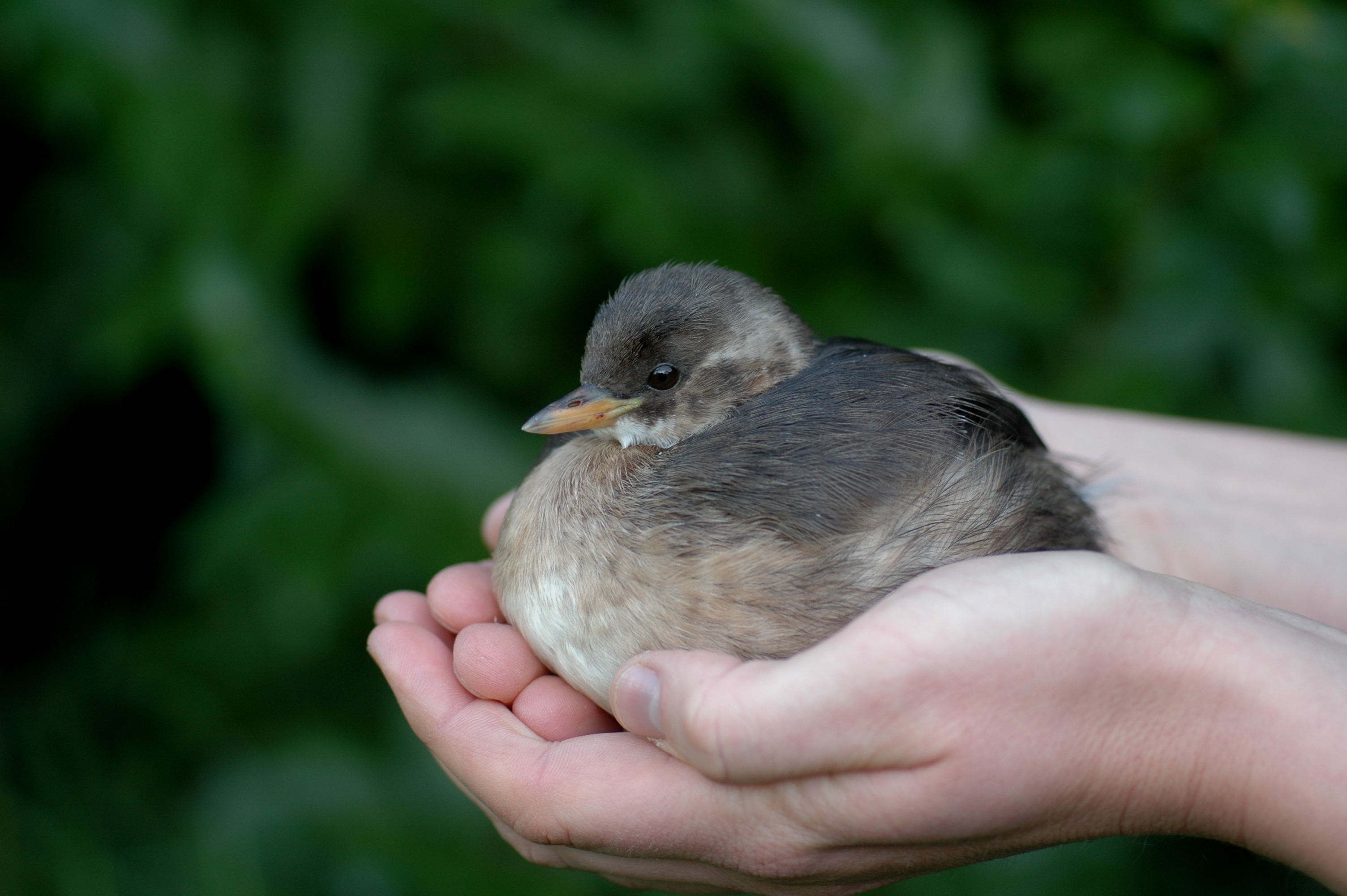 Ein Zwergtaucher in zwei zusammengelegten Händen