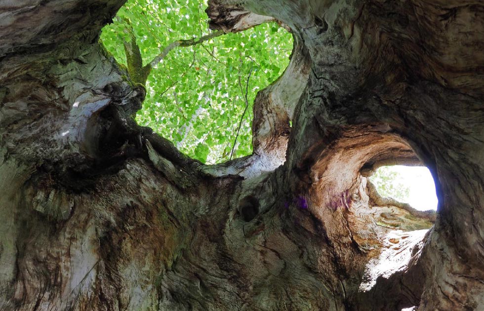 „Käppeles-Linde“ (Sommer-Linde) in Hochmössingen, geschätztes Alter 500-800 Jahre.