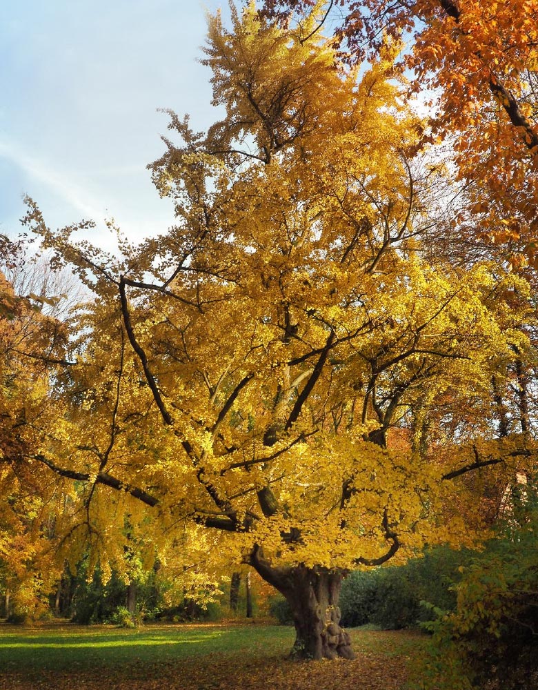 Ginkgo im Schlosspark Jahnishausen (Sachsen), geschätztes Alter über 200 Jahre, Stammumfang über fünf Meter. 