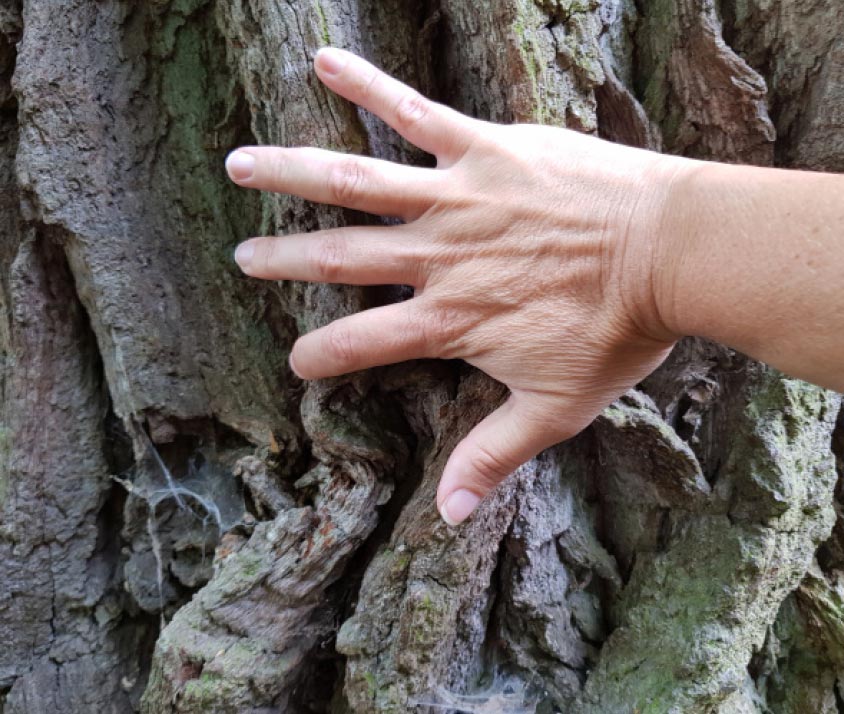 Bark of the "1000-year-old" oak in Nagel near Küps (Bavaria), estimated age 500-600 years. 