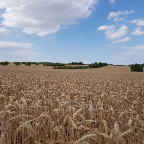 Wheat field with grove and energy wood strips