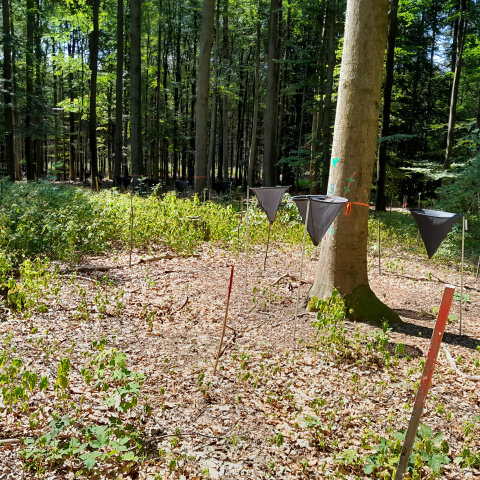 Laubfangnetze unter den Buchen im Wald.