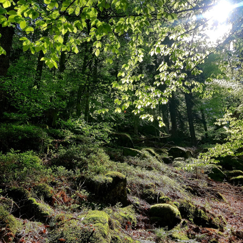 Wald im Sonnenschein