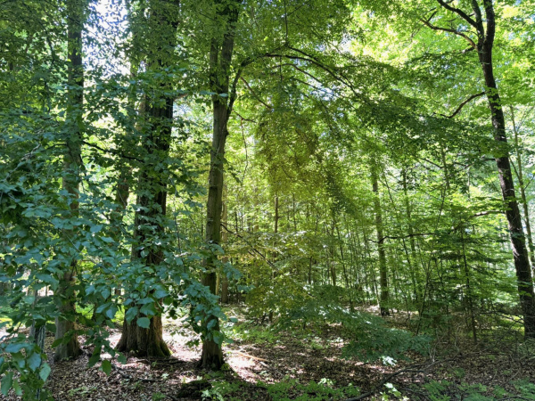 Ein Buchenwald im Sommer