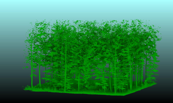 So sieht eine 2-D-Abbildung eines dreidimensional erfassten Waldes aus: schwer zu beschreiben.