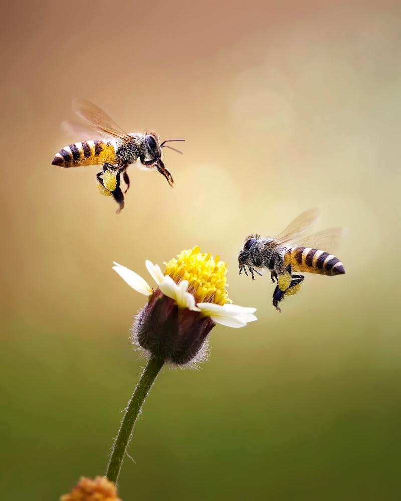 Bienen fliegen zu einer Blüte