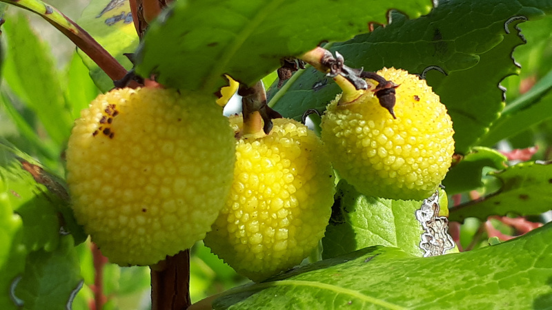 Früchte eines Erdbeerbaumes in Nordgriechenland