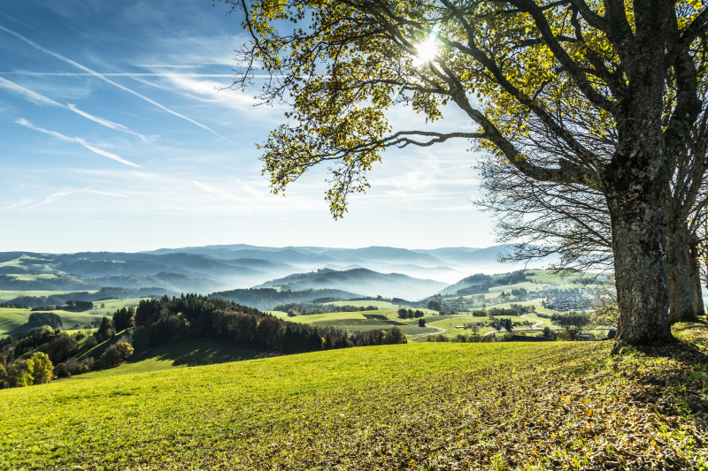Blick über die Landschaft des Schwarzwaldes im Sommer