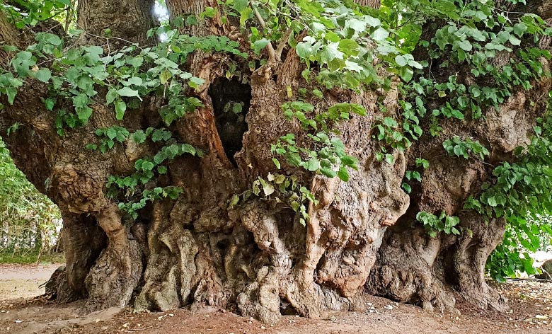 National Heritage Trees