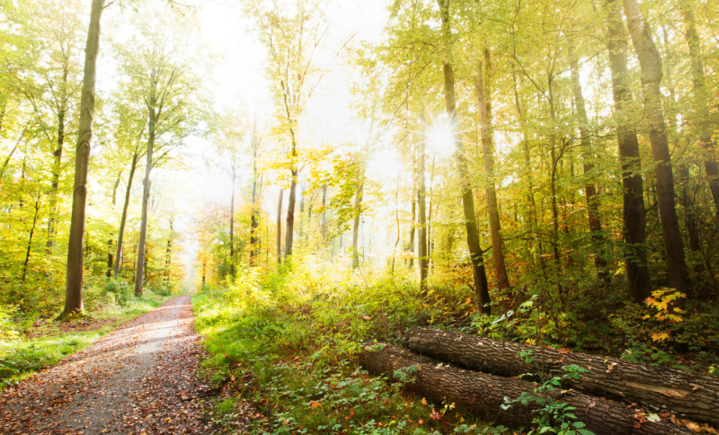 Stiftungsprofessur für Wald- und Forstgeschichte