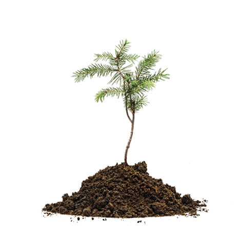 Jung Tree in soil