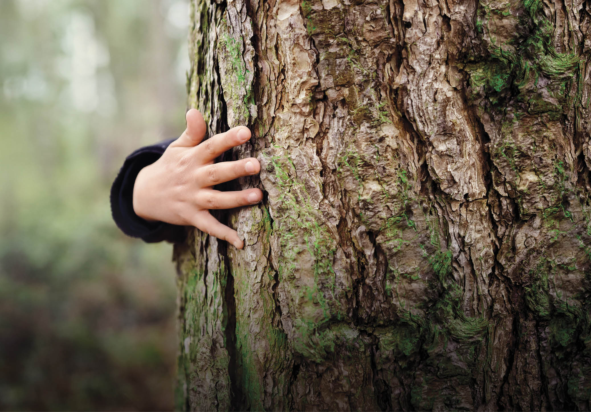 Tree hugging, little boy giving a tree a hug concept for love nature